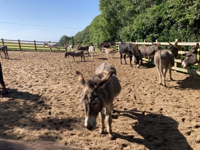 IMG_3980.jpeg IMG_3980.jpeg