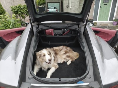 dog in ftype.jpg