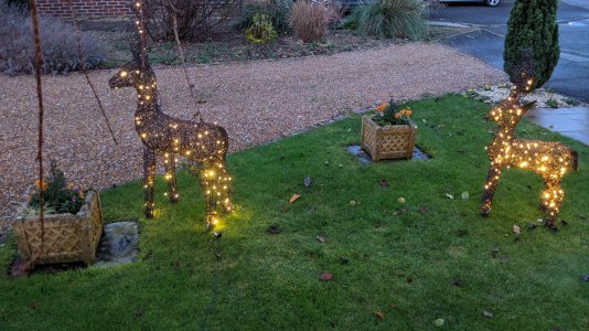 Rheindeer.jpg Rheindeer.jpg